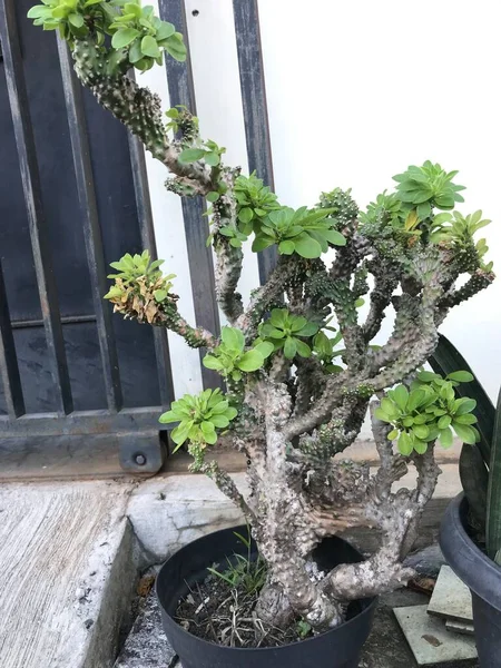 Una Isla Verde Canaria Spurge Cactus Euphorbia Neriiforia Olla — Foto de Stock