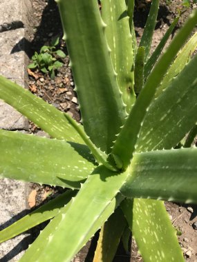 Aloe Vera Bitkisi, açık hava tenceresi.