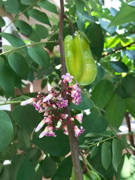 Sternfruchtblume Mit Verschwommenem Naturhintergrund Averrhoa Carambola Sternapfel Sternfrucht — Stockfoto