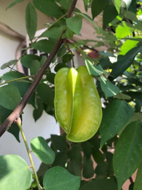 Ağaçta asılı yıldız meyvesi