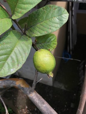 Ağaçta guava ya da jambu biji var. Kapat, Seçici Odaklanma