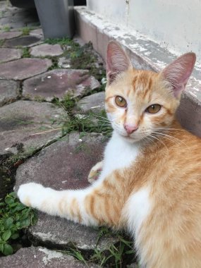 Beyaz turuncu kedi yemek için bekliyor.