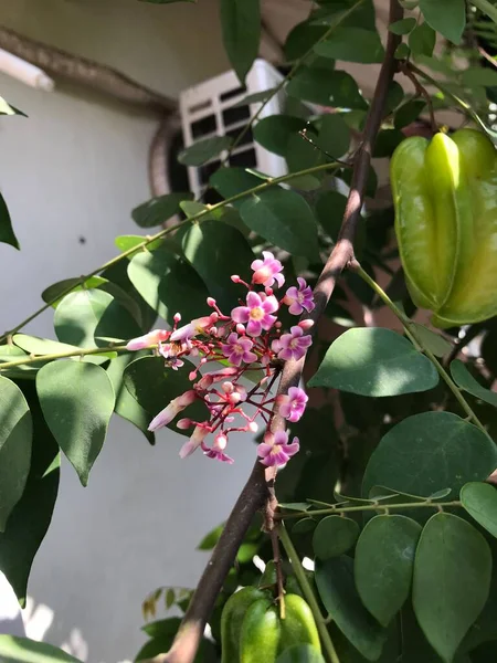 Sternfruchtblume Mit Verschwommenem Naturhintergrund Averrhoa Carambola Sternapfel Sternfrucht — Stockfoto