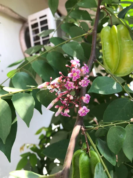 Sternfruchtblume Mit Verschwommenem Naturhintergrund Averrhoa Carambola Sternapfel Sternfrucht — Stockfoto