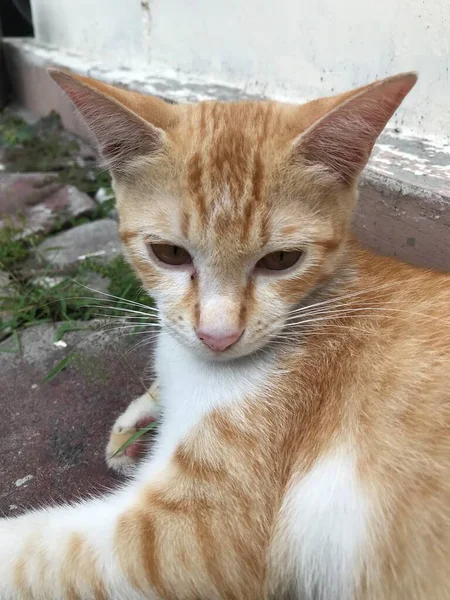 Chat Blanc Orange Est Assis Attendant Être Donné Manger — Photo