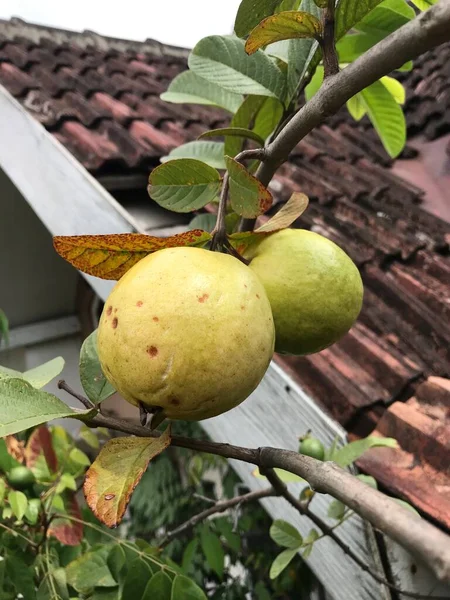 Guave Oder Jambu Biji Auf Dem Baum Nahaufnahme Selektiver Fokus — Stockfoto