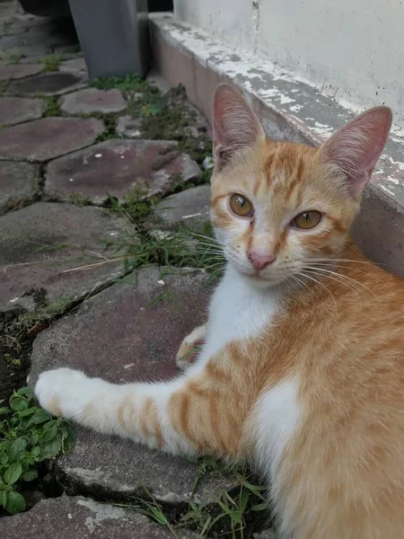 오렌지색 고양이가 앉아서 음식을 기다리고 있습니다 — 스톡 사진