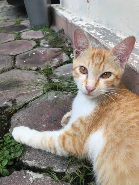 Beyaz turuncu kedi yemek için bekliyor.