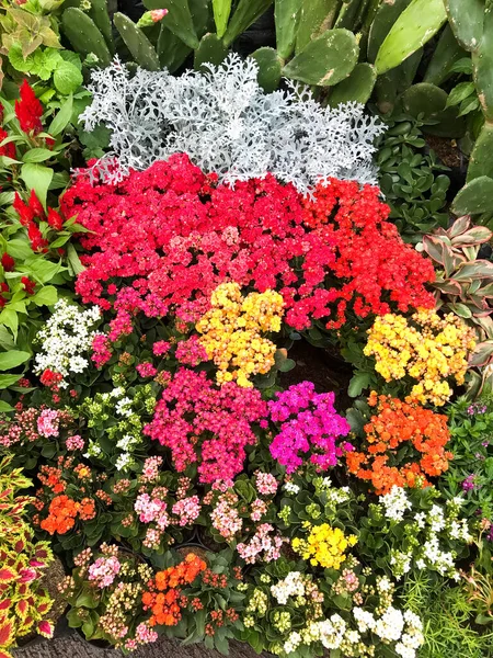 Flower Shop Displays Sale — Stock Photo, Image