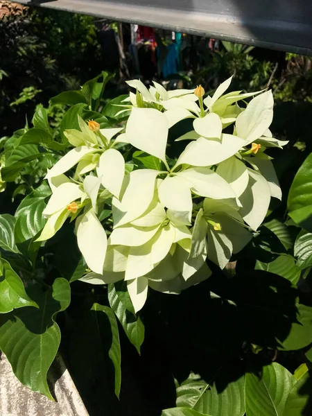 Bela Flor Poinsettia Branca Fora Quintal Perto Ponte Ferroviária Rio — Fotografia de Stock