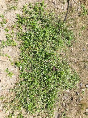 Yeşil çimenler kurumaya başlıyor