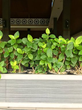 yeşil bitkiler yemek ve restoranları süslüyor