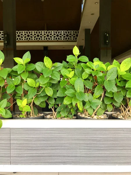 Plantas Verdes Adornam Restaurantes Restaurantes — Fotografia de Stock