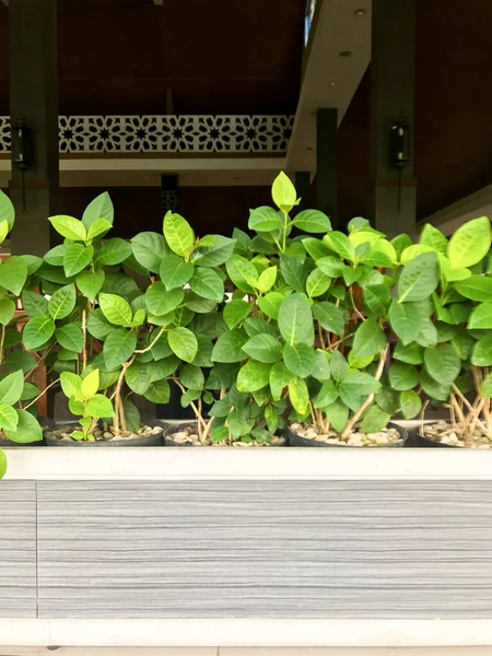Зеленые Растения Украшают Столовую Рестораны — стоковое фото