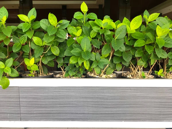 Plantas Verdes Adornam Restaurantes Restaurantes — Fotografia de Stock