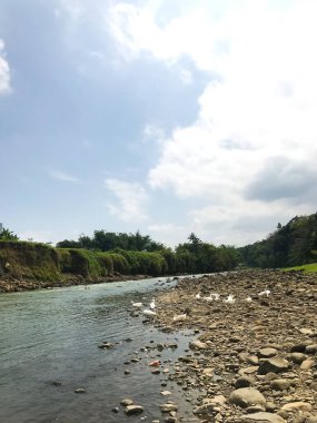 Nehrin kenarında yiyecek arayan birkaç kaz. Fotoğraf uzaktan çekilmiş.