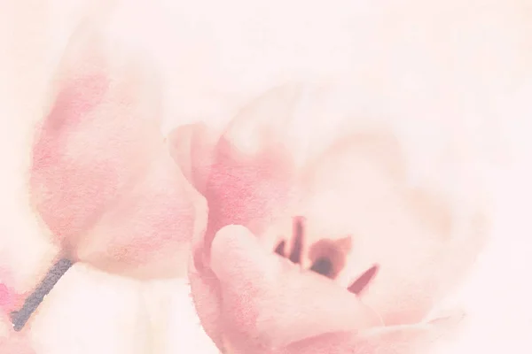 Romantic Flower Watercolor Painting Close Pink Tulips — Stock fotografie