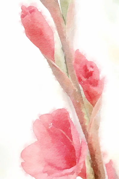 Flower Watercolor Painting Close Pink Gladiolus — 스톡 사진
