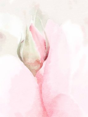 Romantic flower watercolor painting close up of pink rosebud.