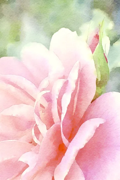 Квітковий Акварельний Живопис Крупним Планом Рожева Троянда — стокове фото