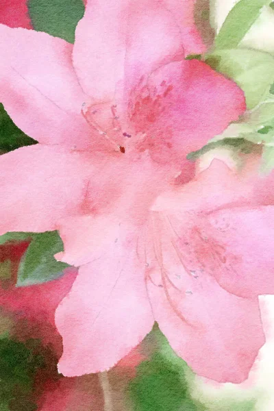 Flower Watercolor Painting Close Pink Hibiscus Flowers — 스톡 사진