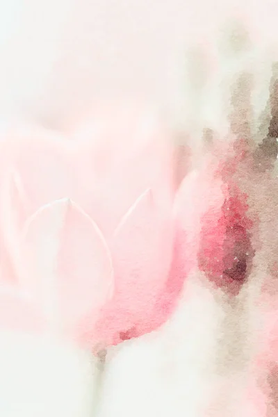 Delicate Flower Watercolor Painting Close Pink Tulips — 스톡 사진