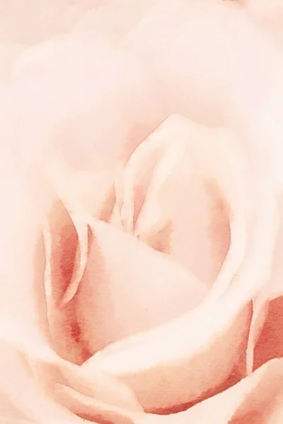 Romantic Flower Watercolor Painting Close Orange Rose — Photo