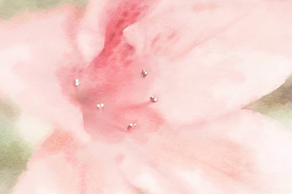 Romantic Flower Watercolor Painting Close Pastel Pink Lily — 스톡 사진