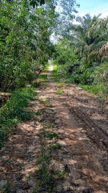 Göçmenlerin kauçuk tarlasında doğal manzara
