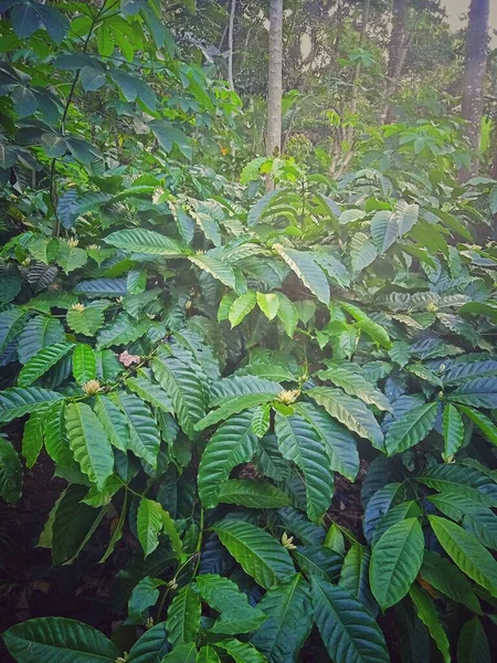 Green Leaves Forest Natural Background — 스톡 사진