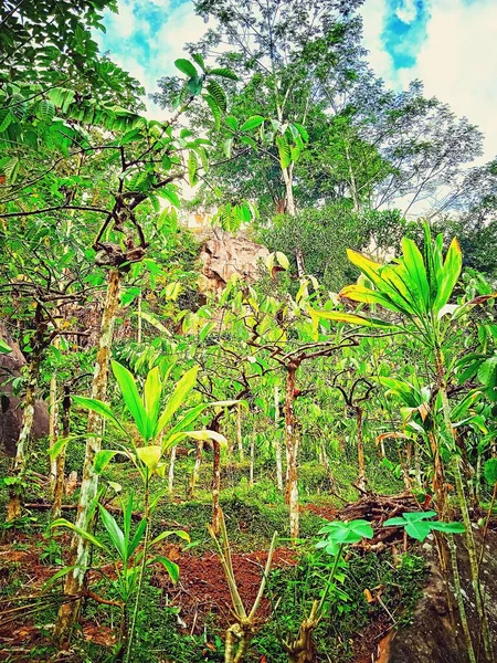 Hojas Verdes Bosque —  Fotos de Stock