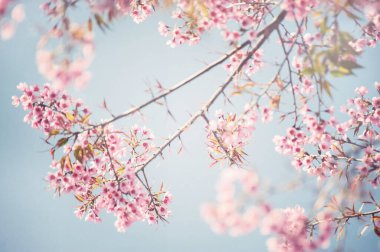 Mavi gökyüzü karşı pembe kiraz çiçekleri