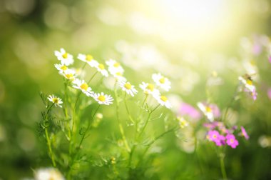 Papatya çiçekleri ve güneş ışığı tarlası.