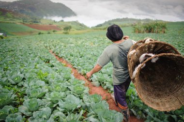 Collard and farmer on farming background at Mountain