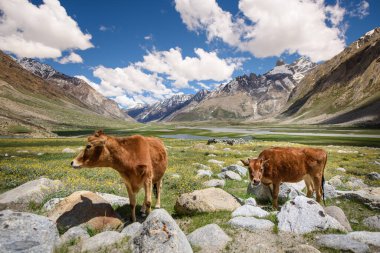 cow in the field and snow mountain