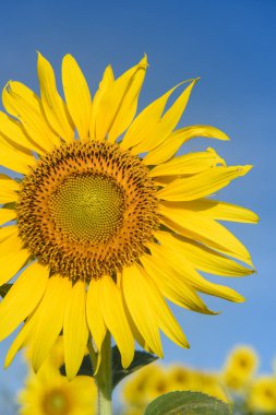 mavi gökyüzü ile ayçiçeği