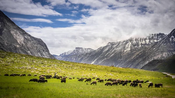 Herd Sheep Beautiful Mountain Meadow Himalaya Mountain — Stockfoto