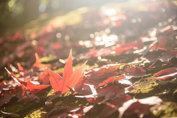 Red Maple Leaf Drop Ground Blacklight — Stockfoto