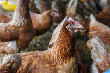 Çiftlikte bir grup tavuk.