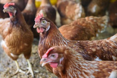 Çiftlikte bir grup tavuk.