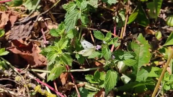 White Butterfly Takes Gracefully Flower Slow Motion — Vídeo de Stock