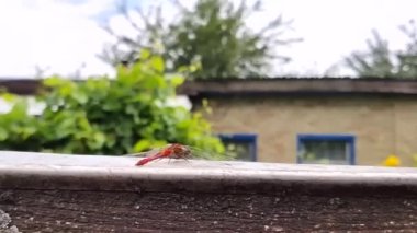 dragonfly takes off in slow motion