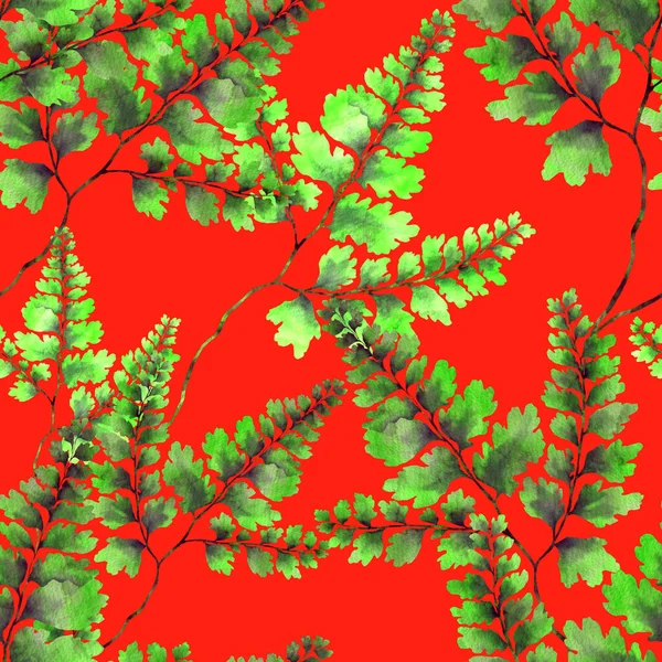 Eğrelti Otu Yapraklı Suluboya Desenli Yaprak Süsleme Klasik Botanik Egzotik — Stok fotoğraf