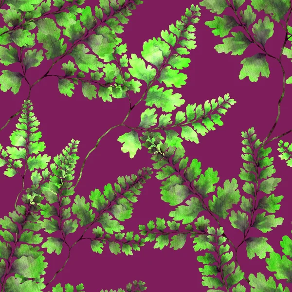 Eğrelti Otu Yapraklı Suluboya Desenli Yaprak Süsleme Klasik Botanik Egzotik — Stok fotoğraf