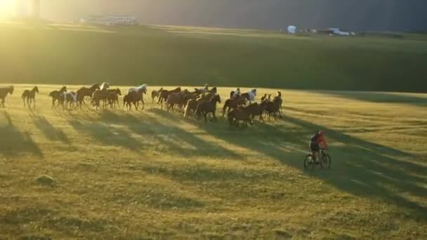 Vídeo Aéreo Ciclista Montando Las Montañas Junto Una Manada Caballos — Vídeo de stock
