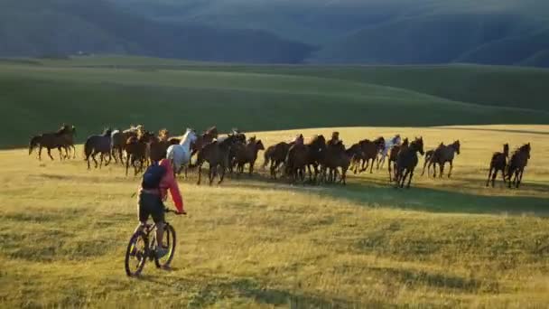 Vídeo Aéreo Ciclista Montando Las Montañas Junto Una Manada Caballos — Vídeos de Stock