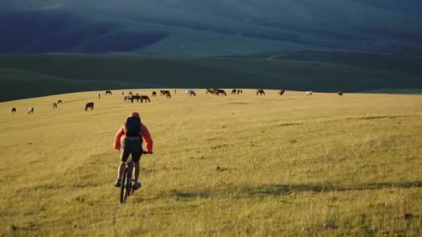 Vídeo aéreo de um ciclista montando nas montanhas ao lado de uma manada de cavalos — Vídeo de Stock