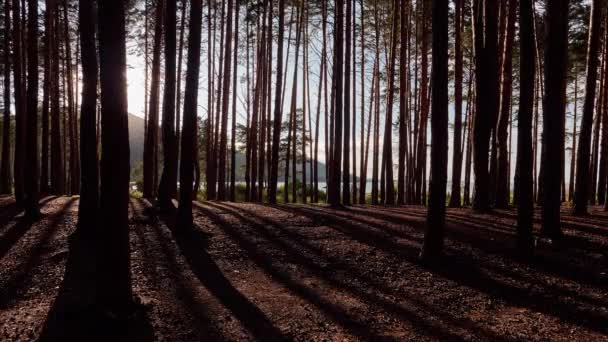 Timelapse av suns rörelsen in i solnedgången till och med en skog av pinjeträd — Stockvideo