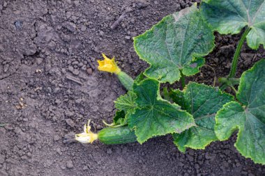 Bahçedeki salatalıklar