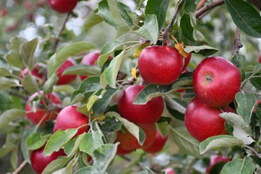 Red apples on the branch in the orchard